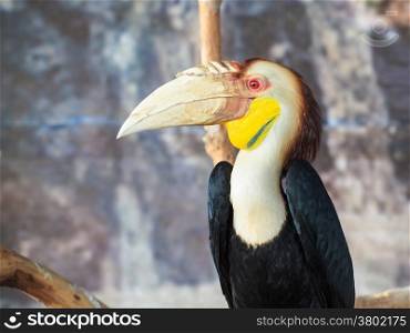 "Wreathed hornbill, Scientific name "Rhyticeros undulatus" bird"