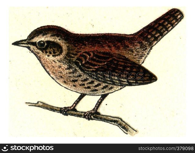 Wren, vintage engraved illustration. From Deutch Birds of Europe Atlas.