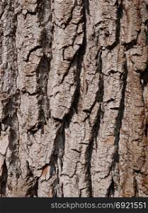 Wrinkled bark of an old willow tree, vertical photo, close-up