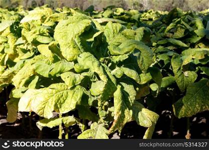 Wrinkled leaves of tobacco in the plant