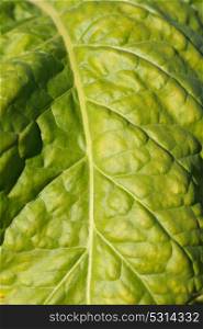 Wrinkled leaves of tobacco in the plant