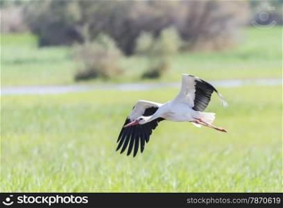 write stork, ciconia ciconia flying field