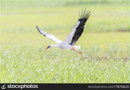 write stork, ciconia ciconia flying field