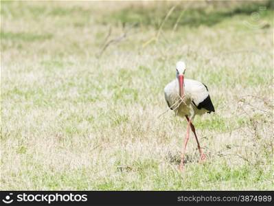 write stork, ciconia ciconia sunbathing on the field