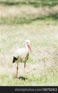 write stork, ciconia ciconia sunbathing on the field