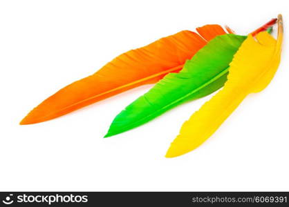 Writing feather isolated on the white background