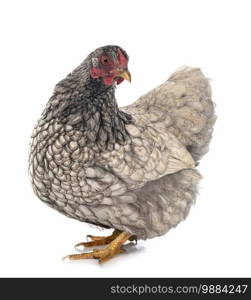 Wyandotte chicken in front of white background