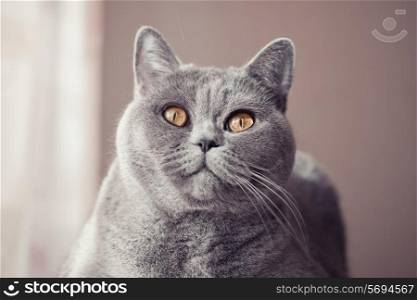 &#x9;Gray british cat lying near the window