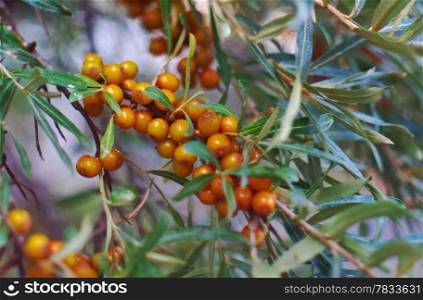 &#x9;sea-buckthorn.Branch l orange berries.