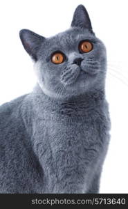 &#x9;Young beautiful gray British cat sitting on a white background