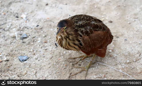 &#xA;brown stork in cage