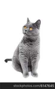 &#xA;Gray British cat isolated on a white background