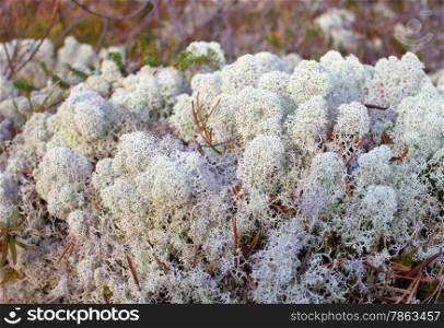 &#xA;Reindeer lichen under natural conditions. Autumn&#xA;