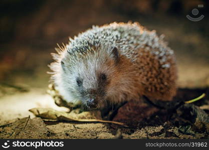 &#xA;West European Hedgehog in natural habitat