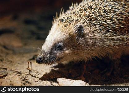 &#xA;West European Hedgehog in natural habitat, close up