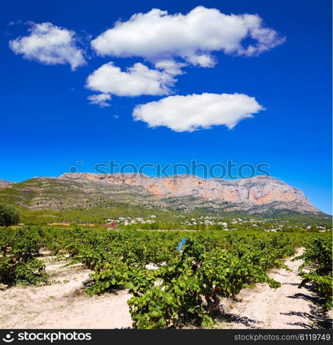 Xabia Javea Montgo vineyards in Alicante Spain