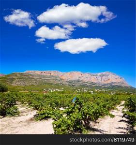 Xabia Javea Montgo vineyards in Alicante Spain