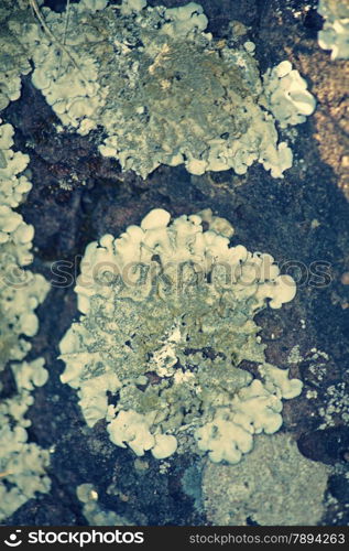 Xanthoparmelia, rock-shield lichen is a genus of foliose lichen in the Parmeliaceae family.[