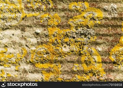 Xanthoria parietina, Yellow scale, common orange, maritime sunburst or shore lichen. On gravestone with chisel lines, United Kingdom. A follose or leafy lichen.