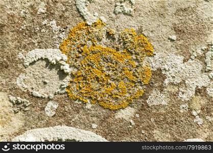 Xanthoria parietina, Yellow scale, common orange, maritime sunburst or shore lichen. On gravestone, United Kingdom. A follose or leafy lichen.