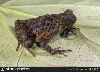 Xenophryus species of frog seem in the leaf litter in Arunachal Pradesh