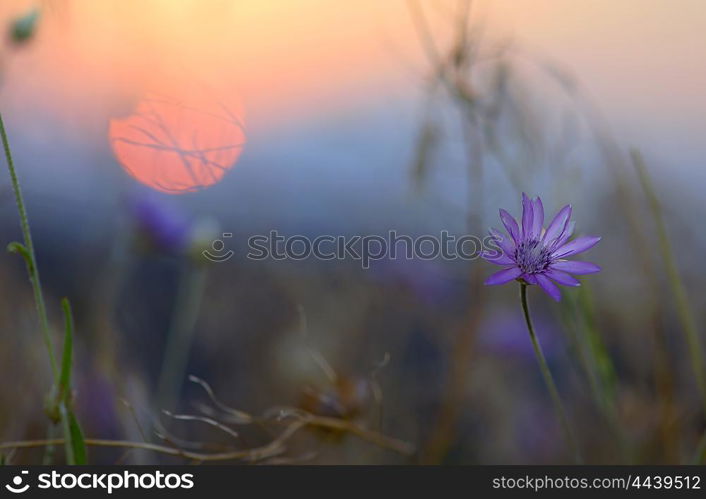 xeranthemum annuum floweers at sunset