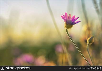 Xeranthemum annuum flower in summer time
