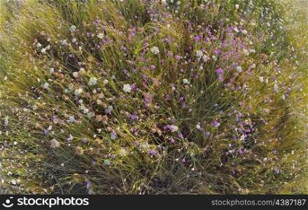 xeranthemum annuum flowers on field