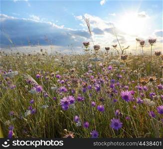 xeranthemum annuum flowers on field