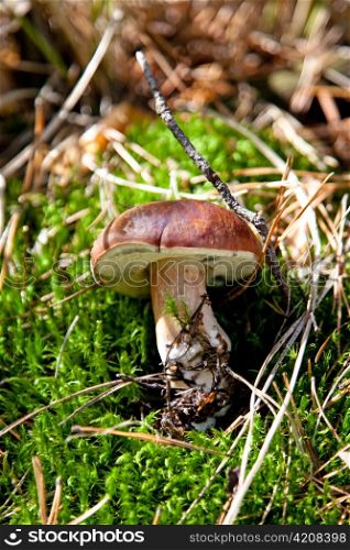 Xerocomus badius mushroomon green grass in the forest