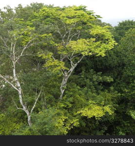 Xunantunich, Jungle