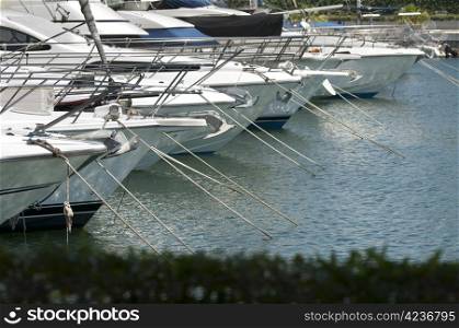 Yachts moored in marina. Garden in the foreground