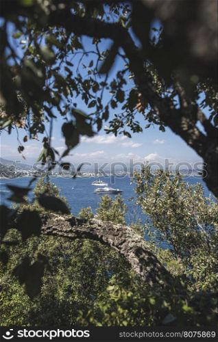 Yachts on the french riviera. View through the branches.