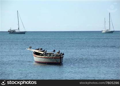 Yaht, boat, ea and seagulls in Grenada island