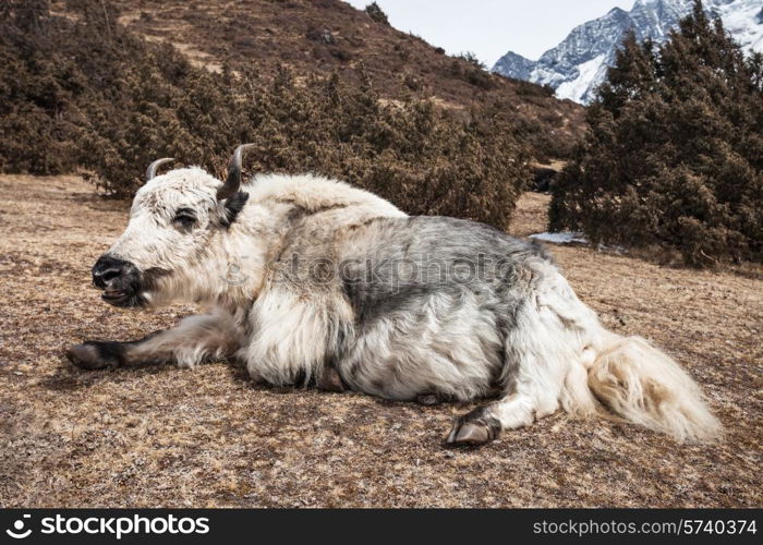 Yak and mountains on background, Everest region, Himalaya