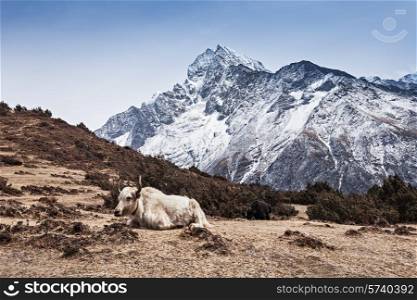 Yak and mountains on background, Everest region, Himalaya