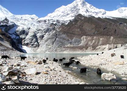 Yaks in the river near lake in mountain in Nepal