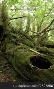 Yakushima Island