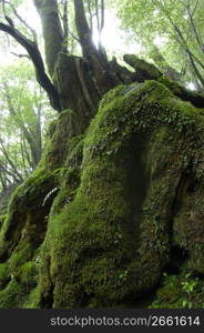 Yakushima Island