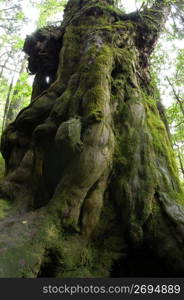 Yakushima Island