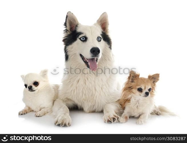 Yakutian Laika and chihuahua in front of white background