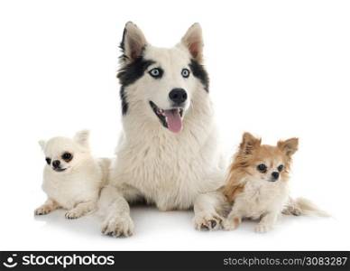 Yakutian Laika and chihuahua in front of white background
