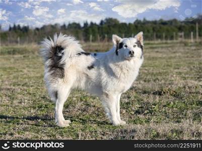 Yakutian Laika in front of a nature background