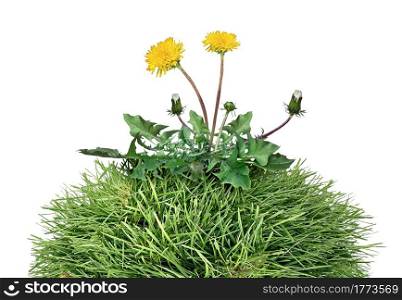 Yard weed as a dandelion flower pant as a symbol of grass weeds and herbicide as a garden or gardening and landscaping concept and backyard chores as mowing grass and landscaping job isolated on a white background.