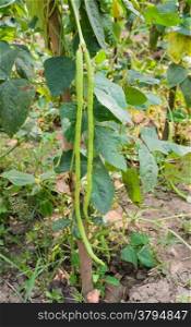 Yardlong bean plantation