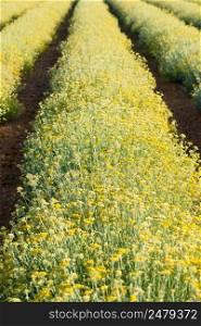 Yarrow field. Rows of blooming golden yellow yarrow agricultural filed near Valensole Provence