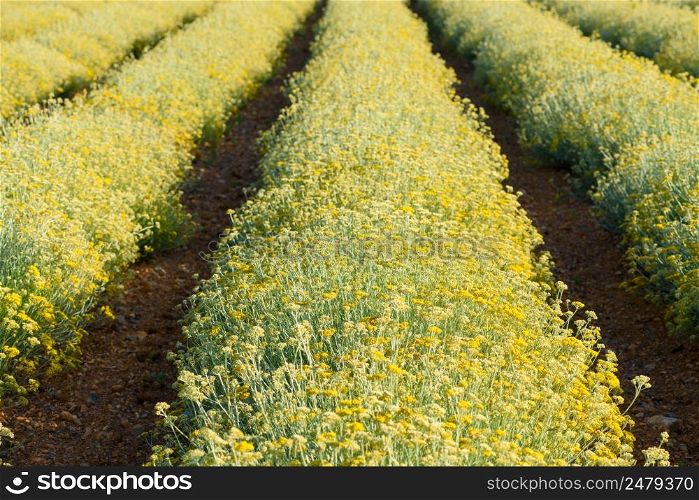 Yarrow field. Rows of blossoming golden yellow yarrow agricultural filed near Valensole Provence France