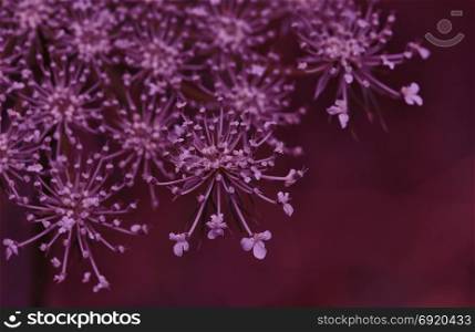 Yarrow flowering plant macro abstract background. Selective focus.