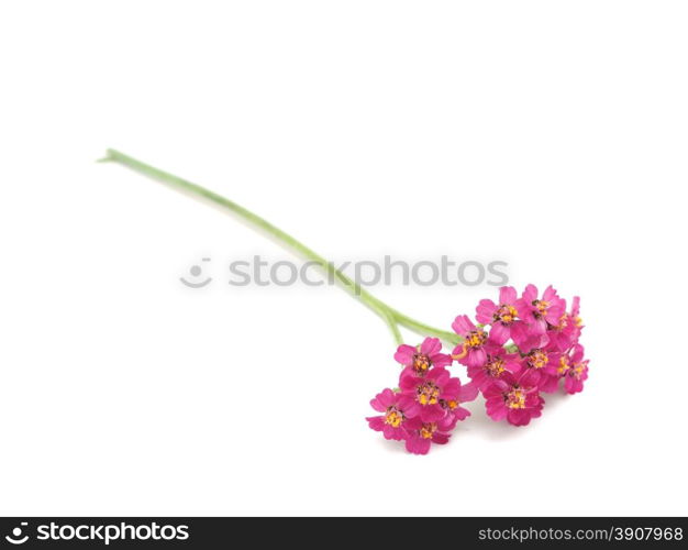 Yarrow on a white background