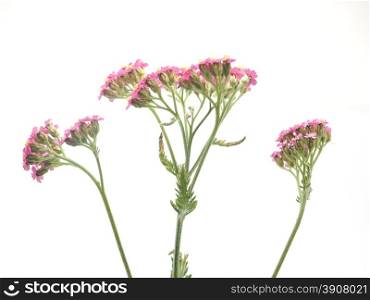 Yarrow on a white background